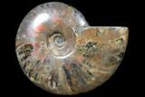 Flashy Red Iridescent Ammonite - Wide #81852-1